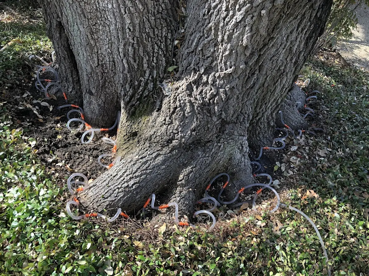 Detailed Tree Cabling and Bracing job site in Cincinnatus