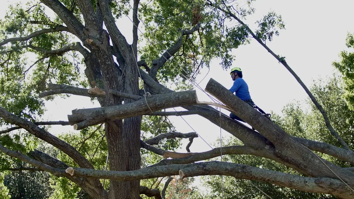 Professional Hazardous Tree Removal performed by certified arborists in Cincinnatus